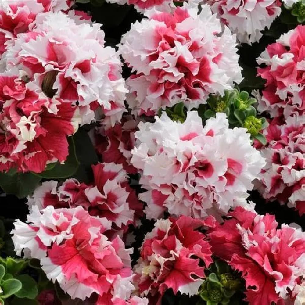 Red White Double Petunia Flower Seeds for Planting – Heirloom, Non-GMO, High Germination Organic Garden Seeds