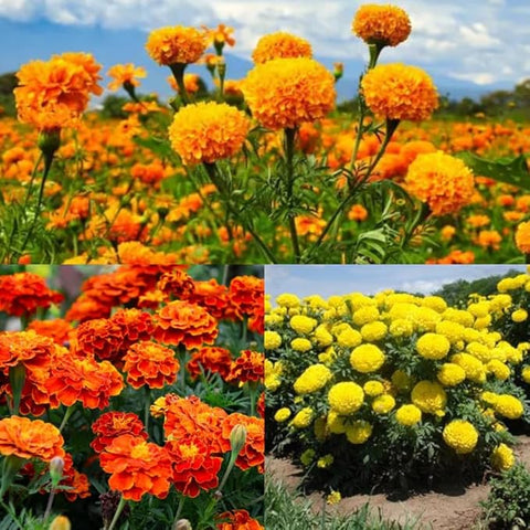Flower Seeds, Seeds,Seeds For Planting,Plant Seeds