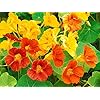 Red Nasturtium Flower Seeds 100 pcs – Heirloom, Non-GMO, High Germination, Organic Garden Seeds for Planting