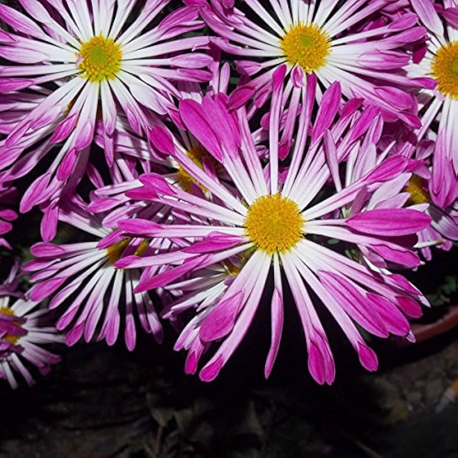 Flower Seeds, Seeds,Seeds For Planting,Plant Seeds