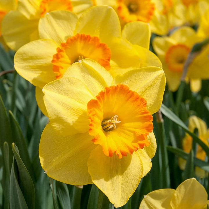Light Orange Narcissus Flower Seeds for Planting – Heirloom, Non-GMO, High Germination Garden Seeds