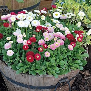 Flower Seeds, Seeds,Seeds For Planting,Plant Seeds