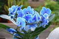 Sky Blue Phalaenopsis Orchid Flower Seeds for Planting – Heirloom, Non-GMO, High Germination Organic Seeds