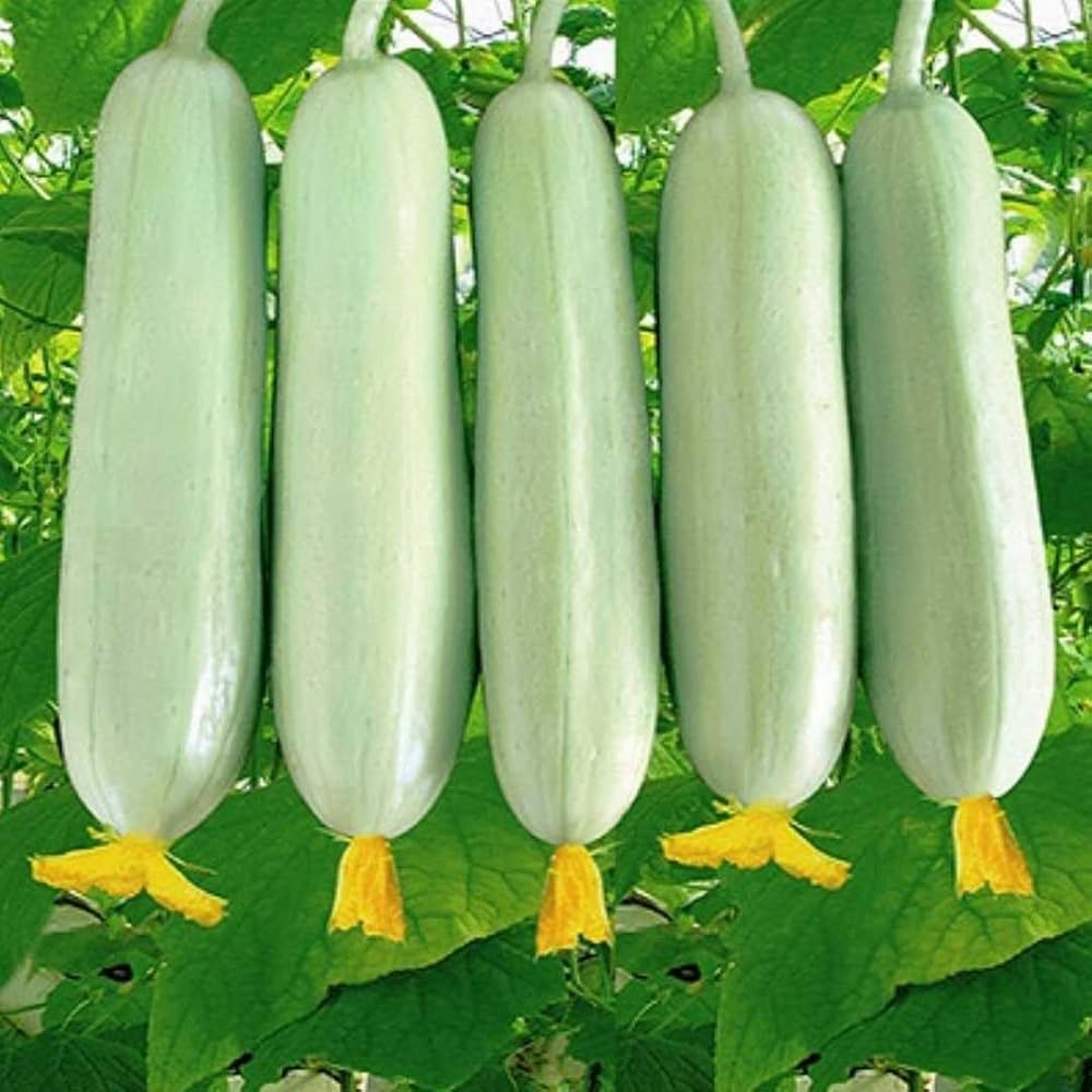 White Cucumber Vegetable Seeds for Planting – Heirloom & Non-GMO Garden Seeds