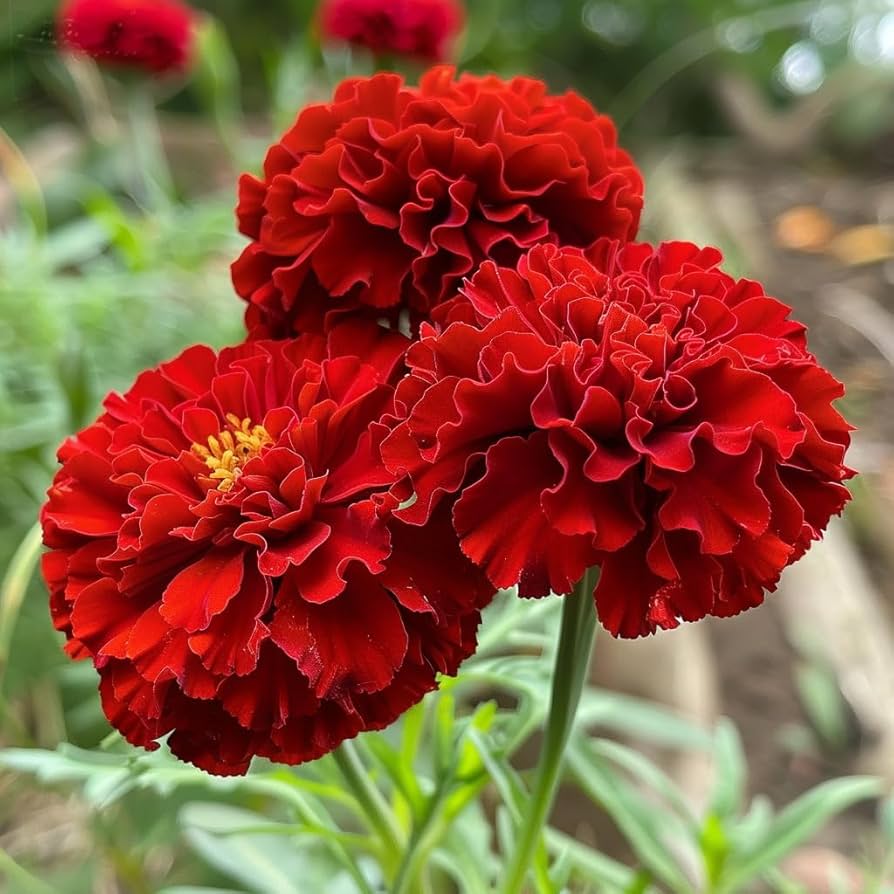 Dark Red Marigold Flower Seeds for Planting – Heirloom, Non-GMO, High Germination Organic Garden Seeds