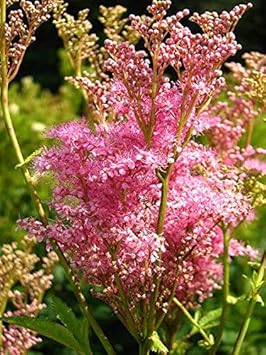 Flower Seeds, Seeds,Seeds For Planting,Plant Seeds
