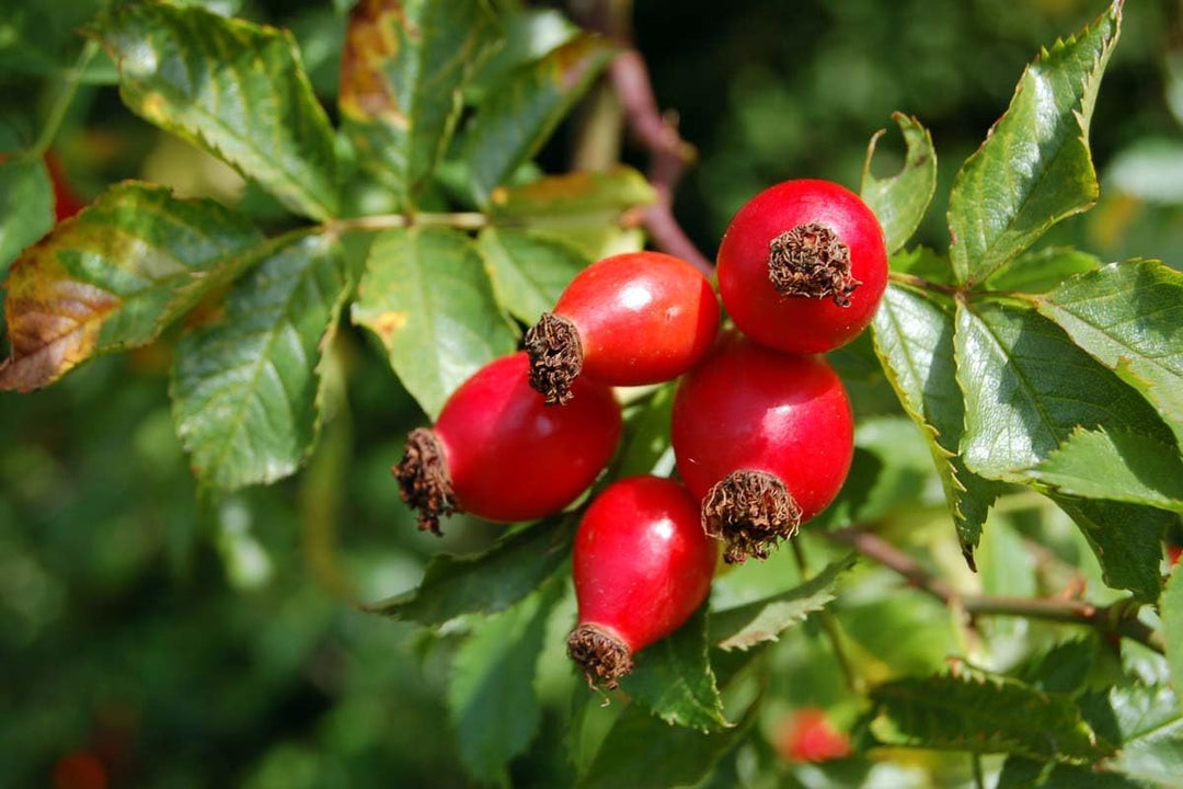 Fruit Seeds,Garden seeds, Seeds For Planting,Plant Seeds