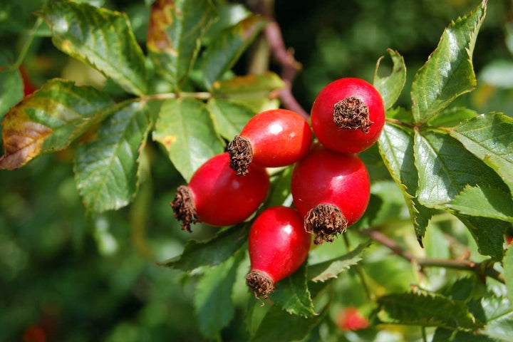 Fruit Seeds,Garden seeds, Seeds For Planting,Plant Seeds