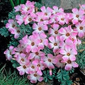 White Pink Oxalis Laciniata Flower Seeds for Planting – Long Bloom Season, Heirloom, Non-GMO, Organic Garden Seeds