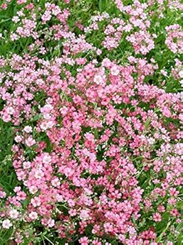 Flower Seeds, Seeds,Seeds For Planting,Plant Seeds