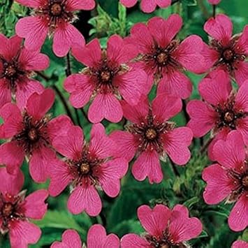 Flower Seeds, Seeds,Seeds For Planting,Plant Seeds