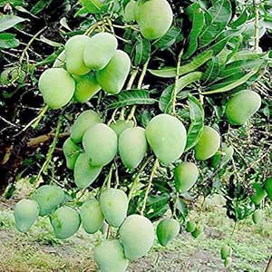 Competition Mango fruit seeds for planting - Heirloom & Non-GMO Garden seeds