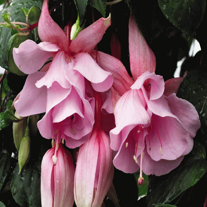 Soft Pink Fuchsia Flower Seeds for Planting – Heirloom, Non-GMO, High Germination Organic Garden Seeds