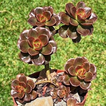 Flower Seeds, Seeds,Seeds For Planting,Plant Seeds