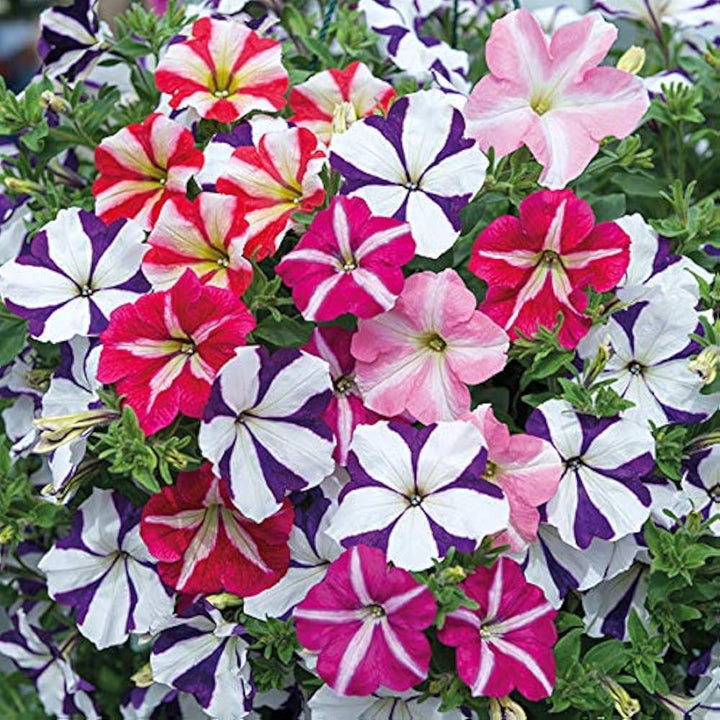Multi-Colour Starry Petunia Flower Seeds for Planting – Heirloom, Non-GMO, Pollinator Friendly