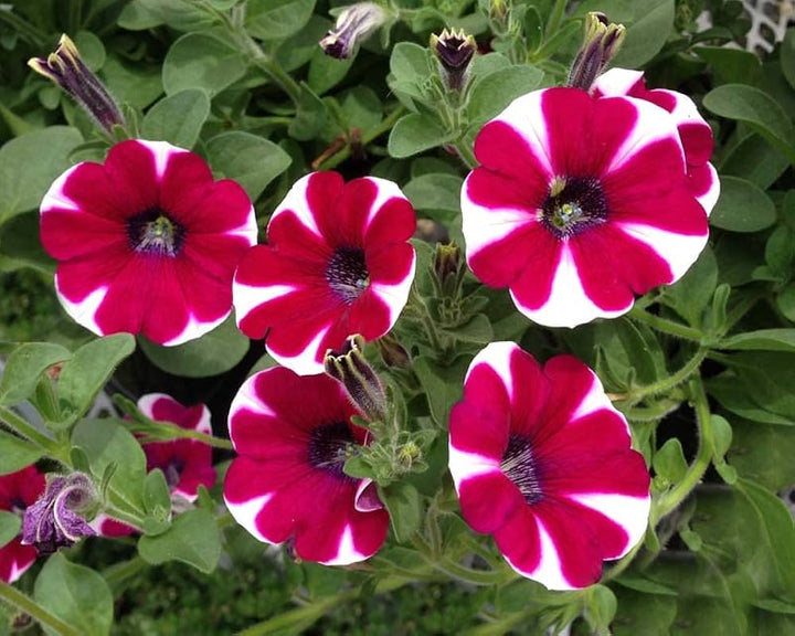 Petunia Flower Seeds for Planting – Maroon, Red & White, Pollinator Friendly, Heirloom, Non-GMO, High Germination Seeds