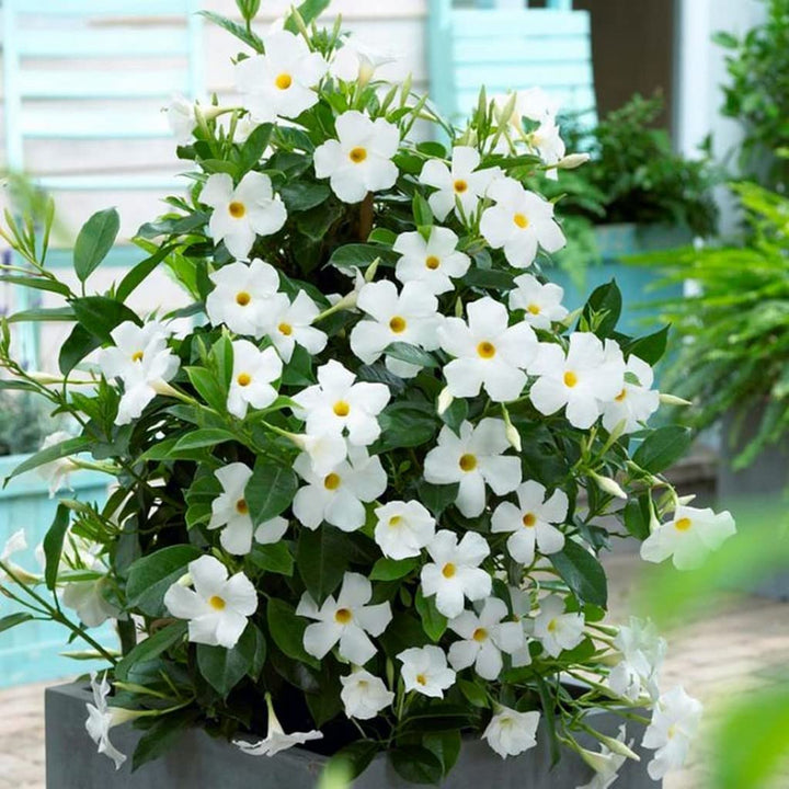 White Mandevilla Flower Seeds for Planting – Cottage Garden Essential, Heirloom, Non-GMO Home Garden