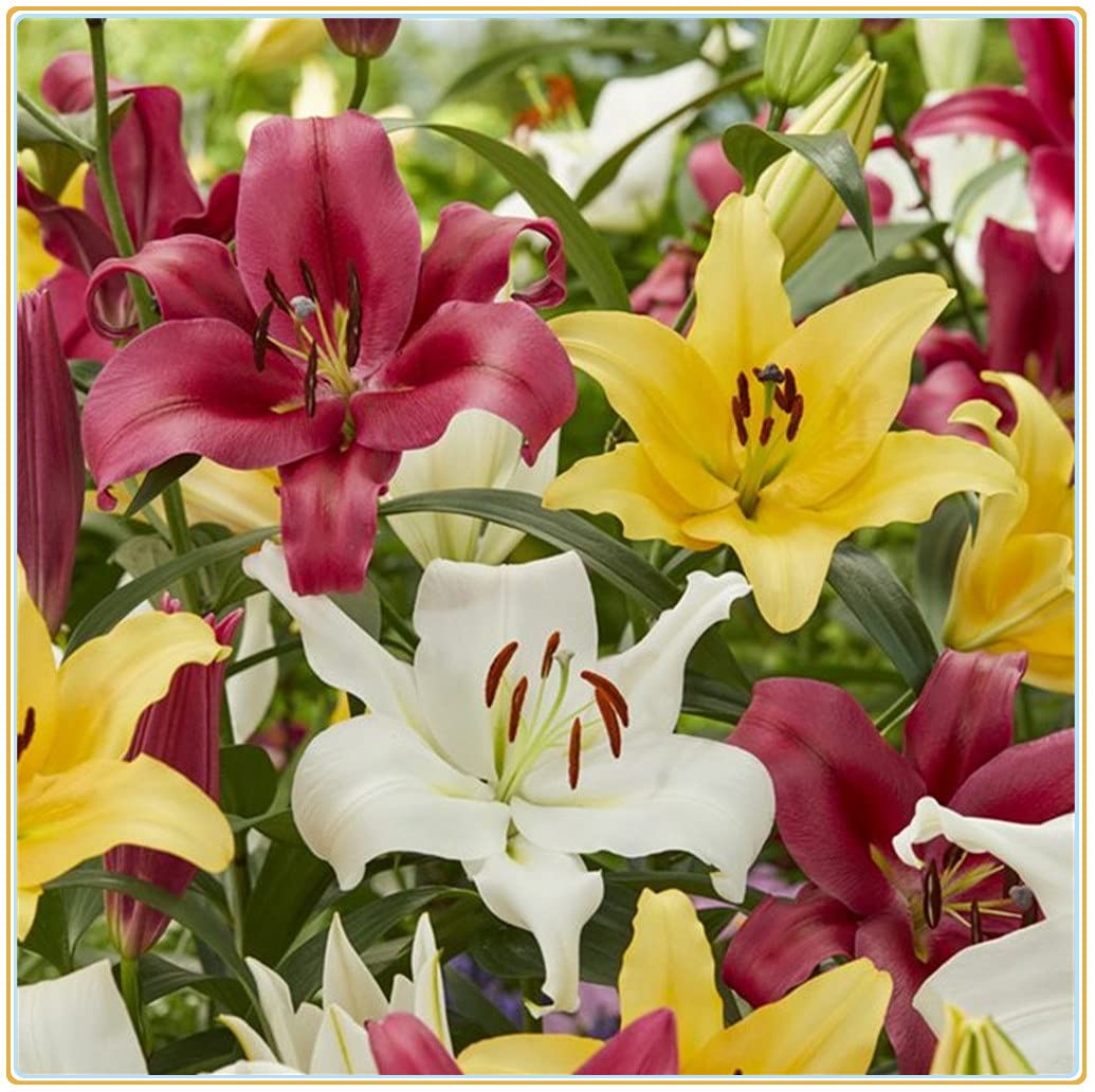 Flower Seeds, Seeds,Seeds For Planting,Plant Seeds