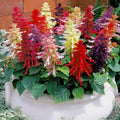 Salvia Splendens Flower Seeds – Vibrant Red Blooms, Heirloom & Non-GMO Garden Seeds