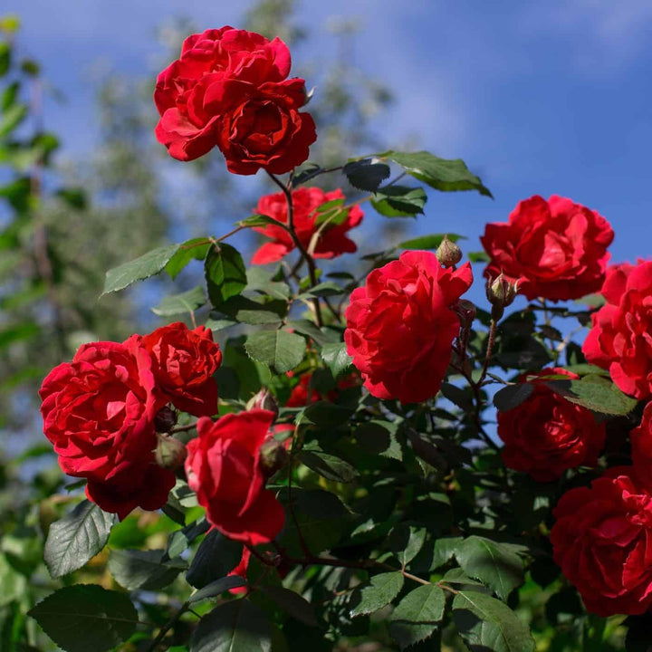 Hybrid Tea Rose Flower Seeds for Planting – Heirloom, Non-GMO, High Germination