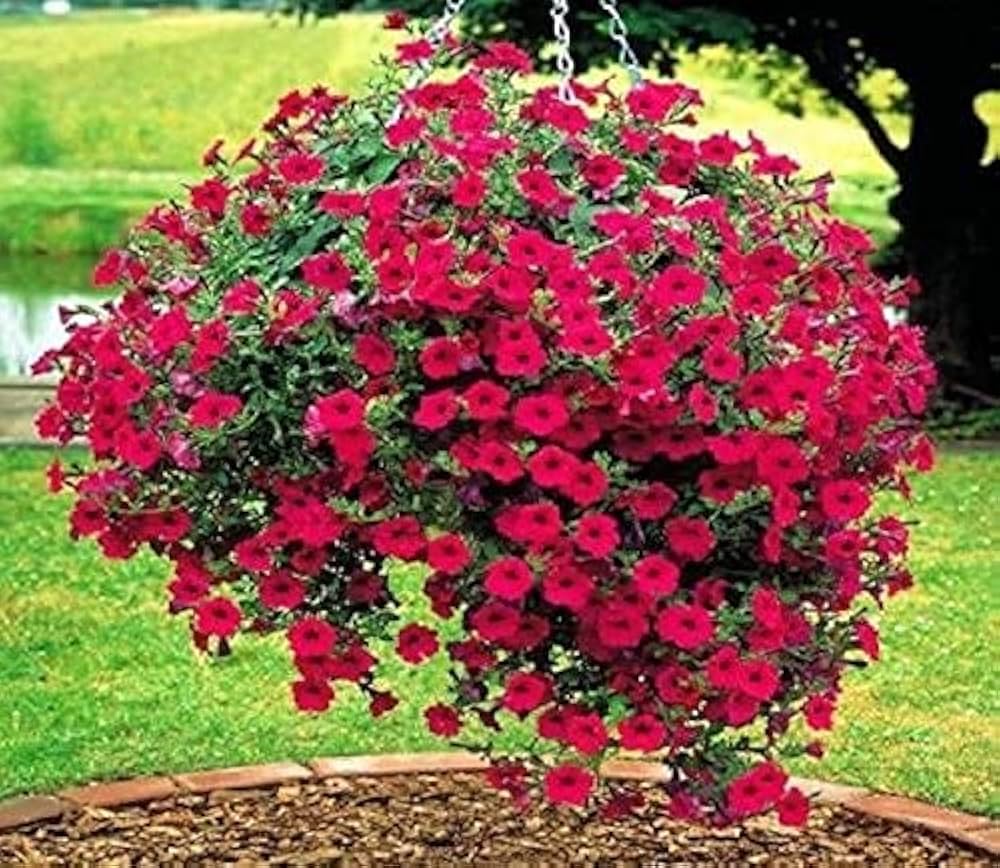 Red Petunia Hanging Flower Seeds for Planting - Heirloom, Non-GMO, High Germination Organic Garden Seeds