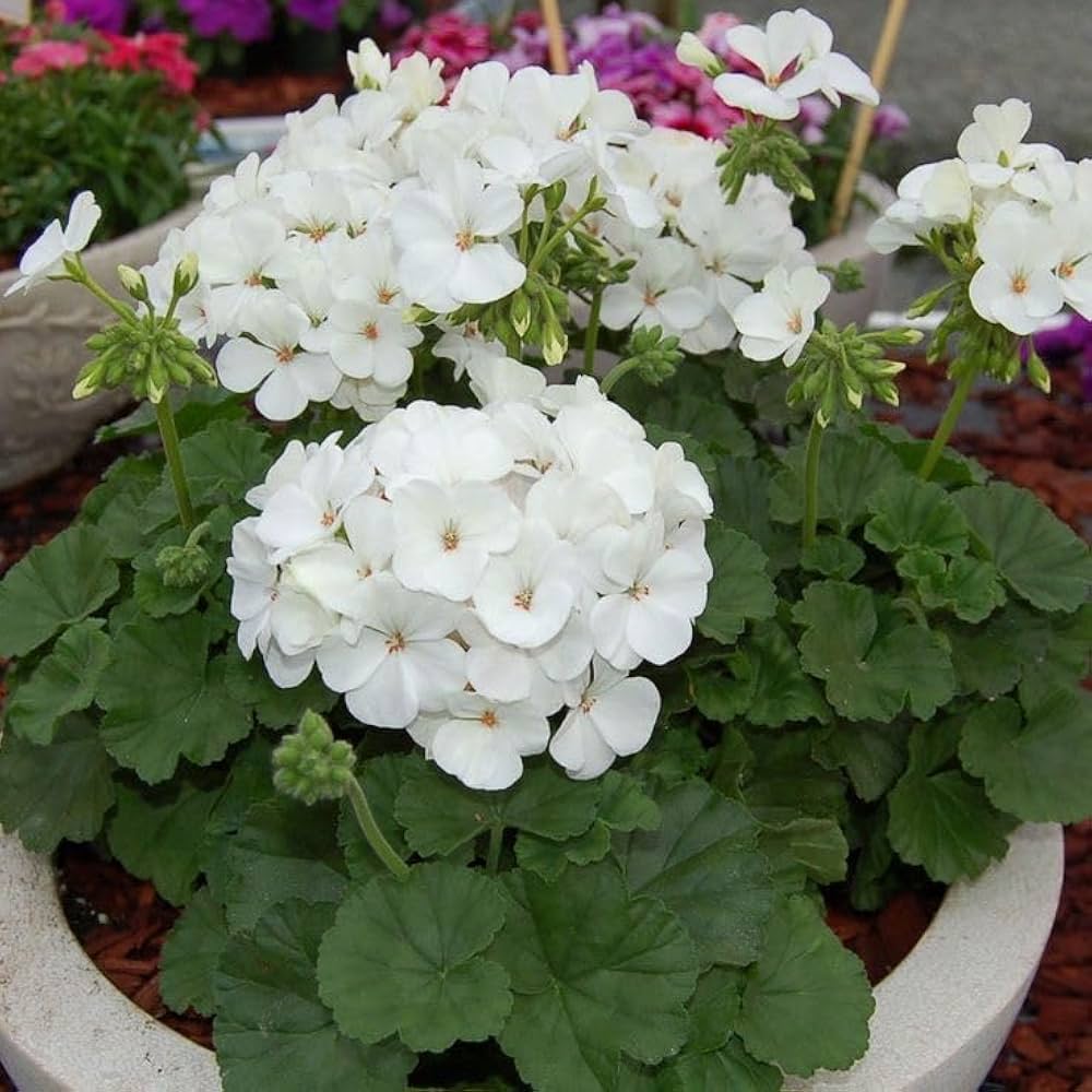White Geranium Perennial Flower Seeds for Planting – Heirloom, Non-GMO, High Germination Organic Seeds