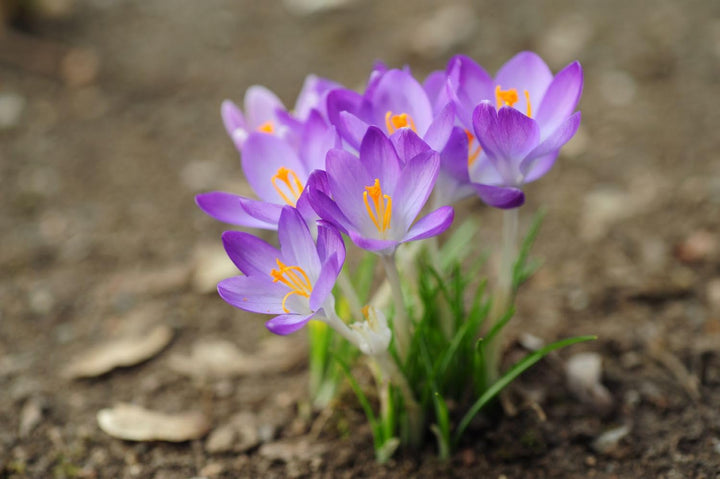 Flower Seeds, Seeds,Seeds For Planting,Plant Seeds