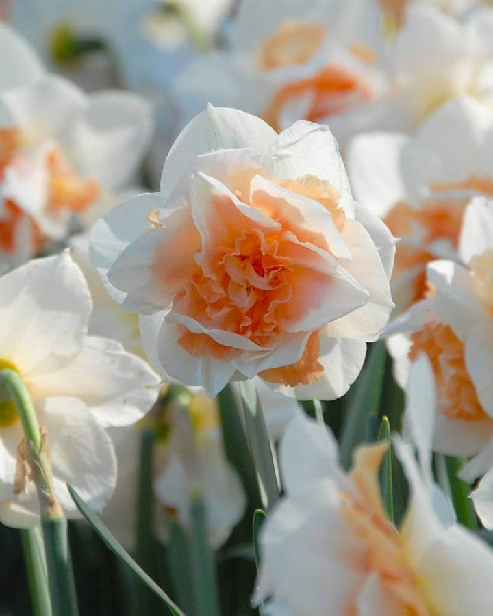Mixed Double Petal Narcissus Daffodil Seeds for Planting – Heirloom, Non-GMO, High Germination Organic Garden Seeds