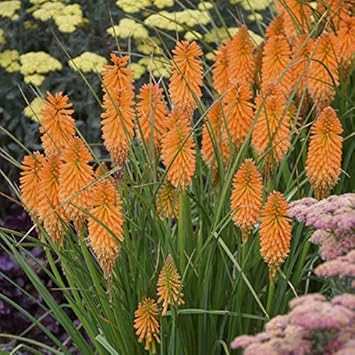 Flower Seeds, Seeds,Seeds For Planting,Plant Seeds