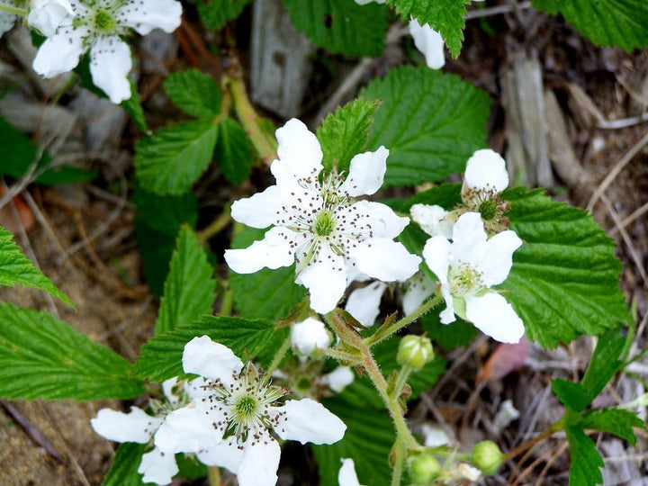 Flower Seeds, Seeds,Seeds For Planting,Plant Seeds
