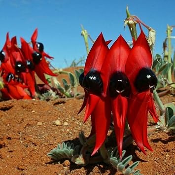 Flower Seeds, Seeds,Seeds For Planting,Plant Seeds