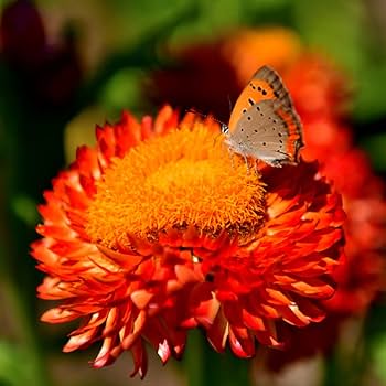 Red Helichrysum Bracteatum Flower Seeds for Planting – Heirloom Non-GMO High Germination Organic Garden Seeds