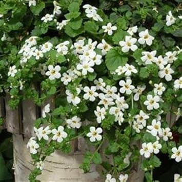 Flower Seeds, Seeds,Seeds For Planting,Plant Seeds