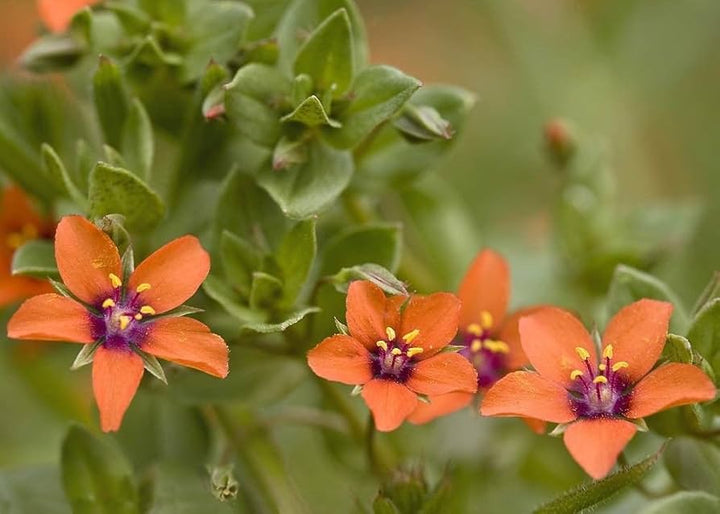 Orange Pimpernel Flower Seeds for Planting – Heirloom, Non-GMO, Organic Garden Seeds, High Germination
