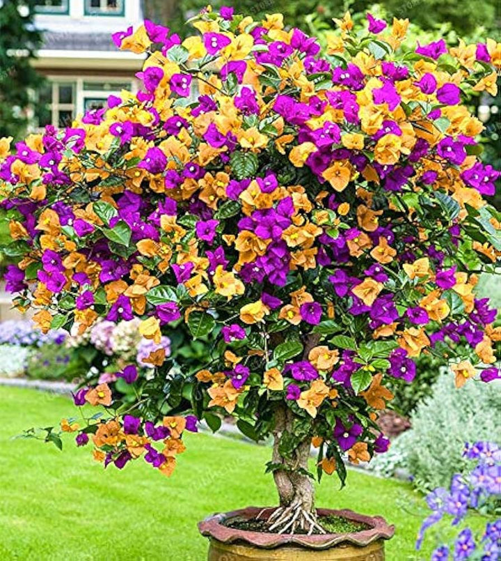 Flower Seeds, Seeds,Seeds For Planting,Plant Seeds