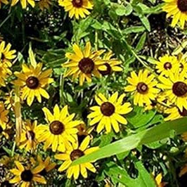 Flower Seeds, Seeds,Seeds For Planting,Plant Seeds