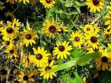 Flower Seeds, Seeds,Seeds For Planting,Plant Seeds