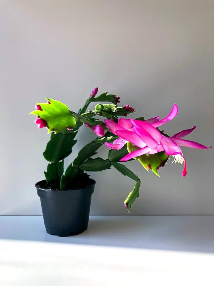 Light Pink Schlumbergera Flower Seeds for Planting – Heirloom Non-GMO, High Germination Organic Garden Seeds