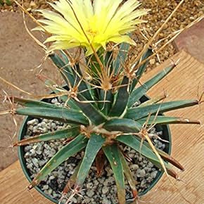 Flower Seeds, Seeds,Seeds For Planting,Plant Seeds