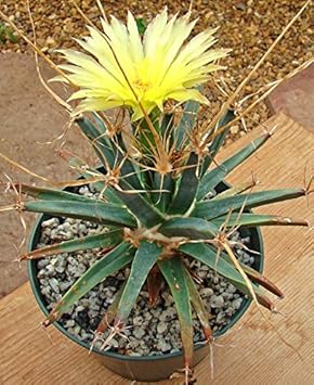 Flower Seeds, Seeds,Seeds For Planting,Plant Seeds