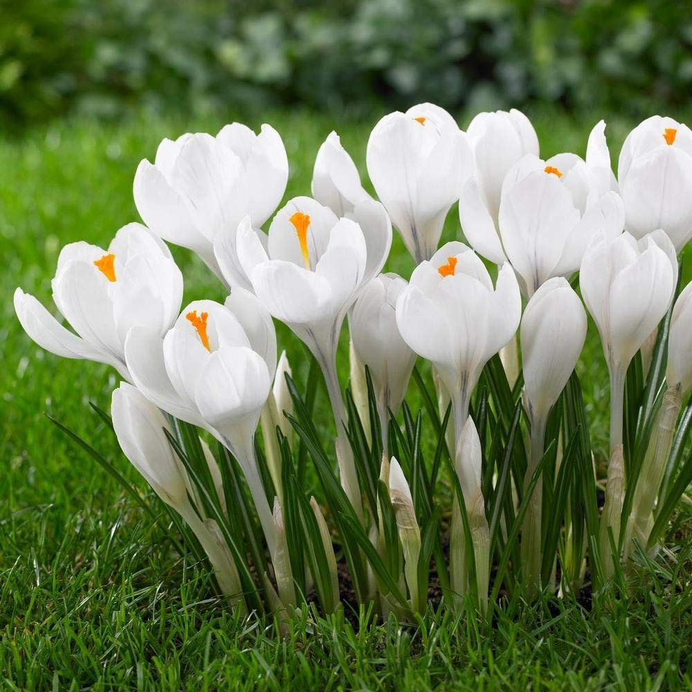 White Crocus Flower Seeds for Planting – Elegant Early Blooming Perennials