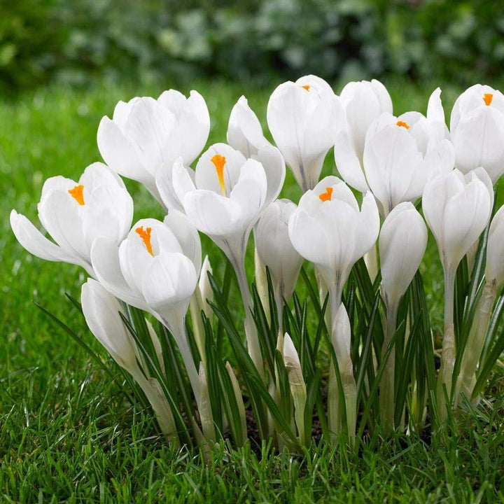 White Crocus Flower Seeds for Planting – Elegant Early Blooming Perennials