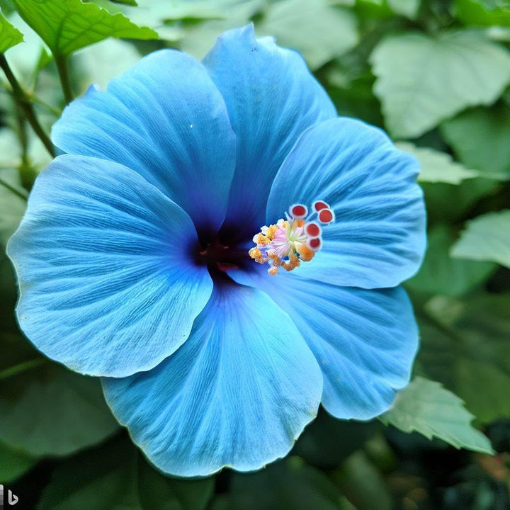 Sky Blue Hibiscus Flower Seeds for Planting – Heirloom, Non-GMO, Pollinator Friendly, High Germination