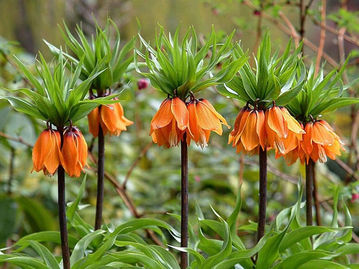 Crown Imperial Flower Seeds for Planting – Heirloom, Non-GMO, High Germination Organic Garden Seeds