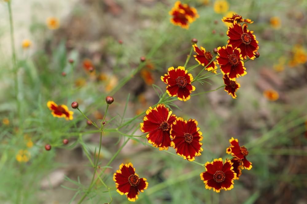 Red Coreopsis Flower seeds for Planting - Easy to Grow, Heirloom & GMO Free Seeds for Home Garden