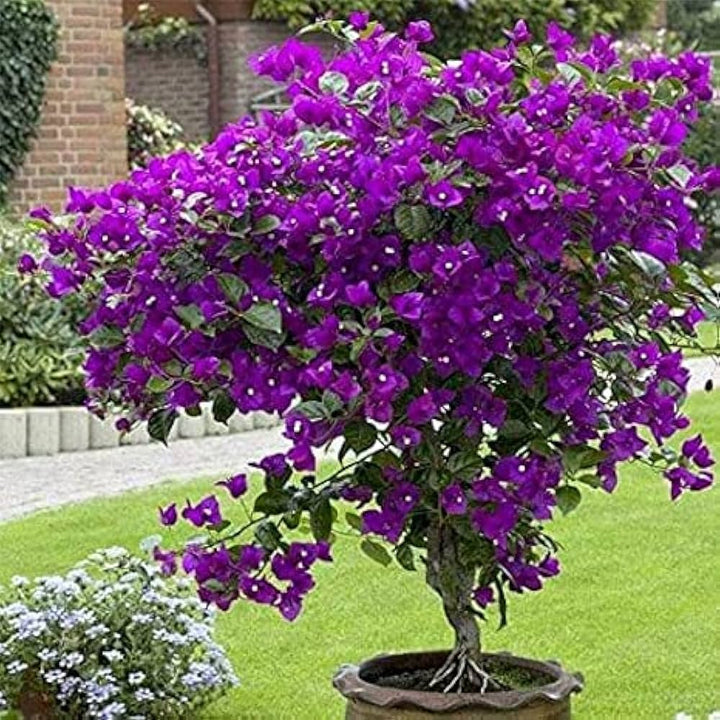 Violet Bougainvillea Flower Seeds for Planting – Premium Quality, Heirloom, Non-GMO, High Germination Organic Garden Seeds