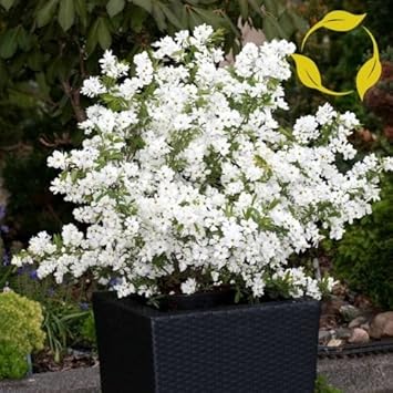 Flower Seeds, Seeds,Seeds For Planting,Plant Seeds