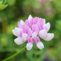 Vetch Coronilla Flower Seeds for Planting – Heirloom, Non-GMO Seasonal Bloomer Organic Garden Seeds