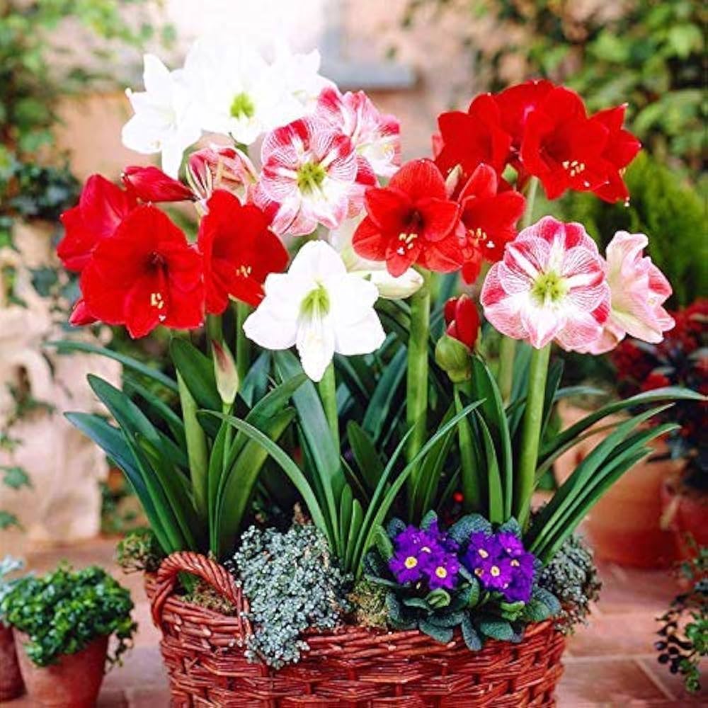 Mixed Colour Amaryllis Barbados Flower Seeds for Planting – Heirloom, Non-GMO, Compact Growth, High Germination