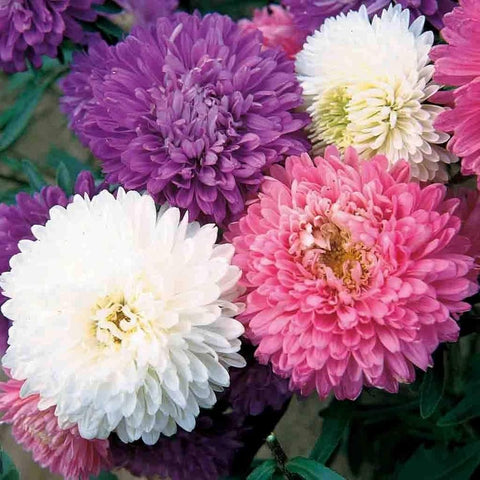 Flower Seeds, Seeds,Seeds For Planting,Plant Seeds